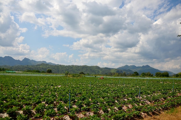 Strawberry Berry Farm e fundo de montanha em Thongphaphum em Kanchanaburi Tailândia