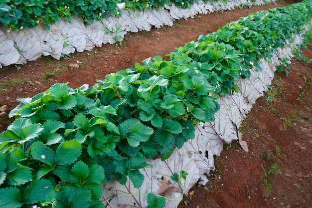 Strawberry FarmAgriculture Farm des Erdbeerfeldes in Thailand