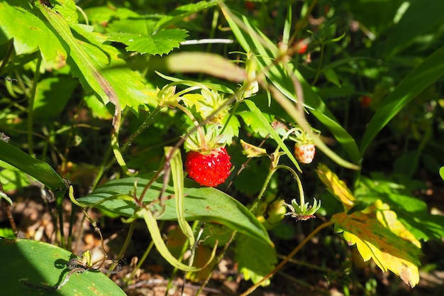 Strawberry Fragaria es un género de plantas herbáceas perennes de la familia de las rosas Rosaceae Fresas silvestres de aspecto salvaje en el bosque Taiga Karelia Orzega