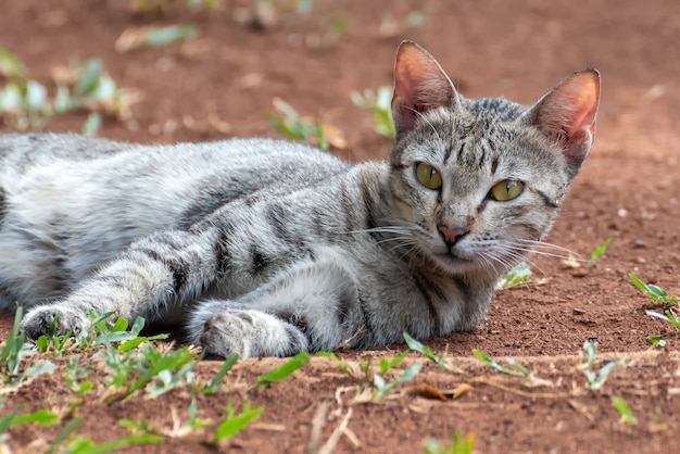 Straycat Nahaufnahmeporträt