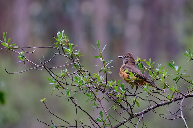 Streak-throated Bush Tyrant Myiotheretes striaticollis Einzelgänger thront auf Zweigen eines Busches