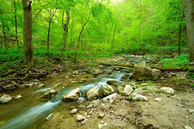 Stream auf den Wald