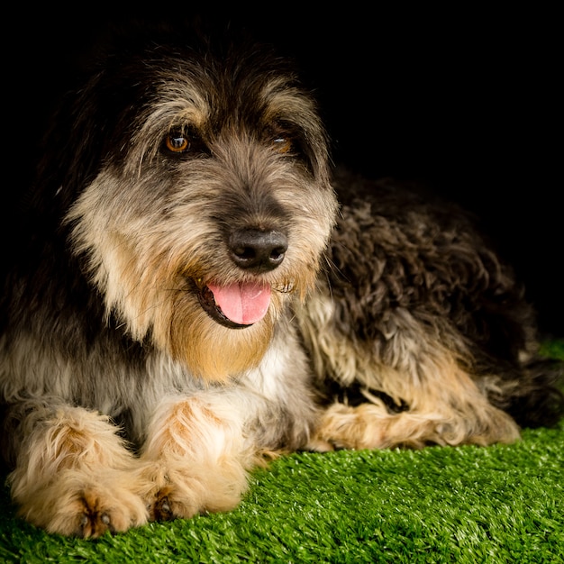 Foto street dog deitado na grama com fundo preto