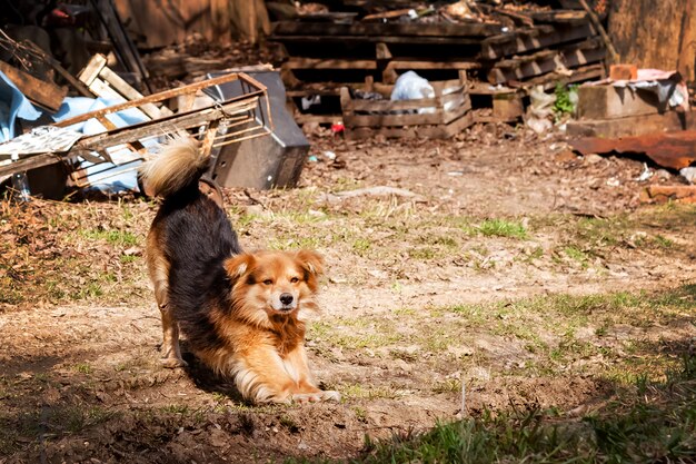 Street dog próximo ao lixo