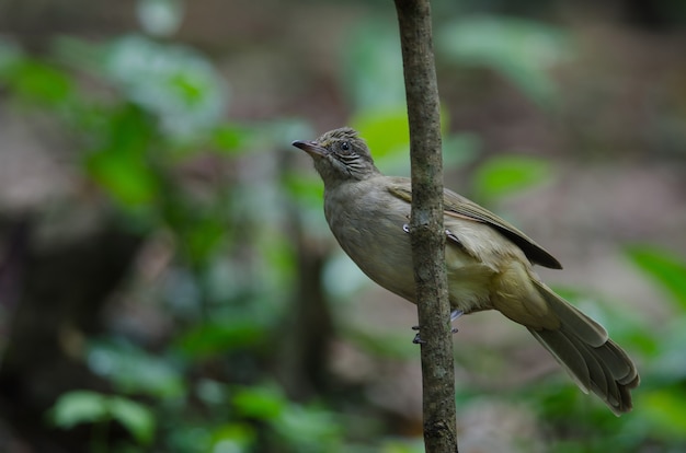 Streifen-throated Bulbul auf einer Niederlassung