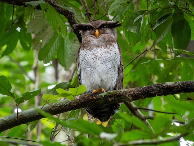 Foto streifen-uhu bubo sumatranus hocken auf ast im regenwald danum valley sabah borneo