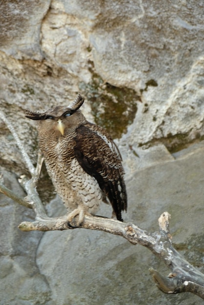 Streifen-Uhu, malaiischer Uhu, ist eine Uhu-Art aus der Familie der Strigidae. Bubo Sumatranus.