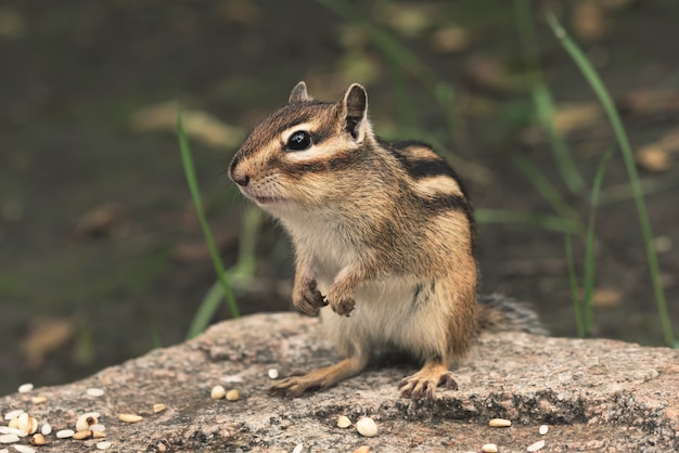 Streifenhörnchen in der Natur