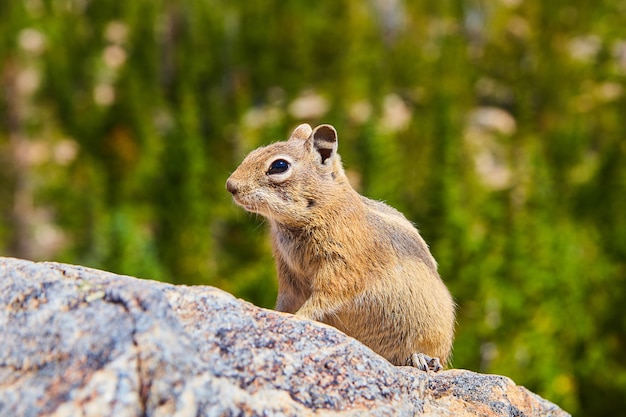 Streifenhörnchen ruht auf Felsdetail