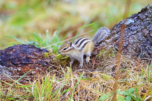 Streifenhörnchen Tier in freier Wildbahn kleines süßes Eichhörnchen