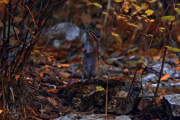 Streifenhörnchen Tier in freier Wildbahn kleines süßes Eichhörnchen