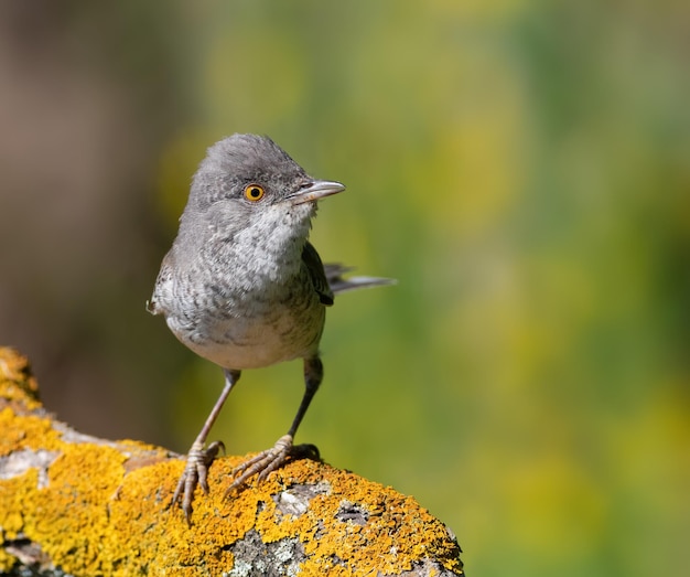 Streifenlaubsänger Sylvia nisoria Der männliche Vogel sitzt auf einem schönen trockenen Ast