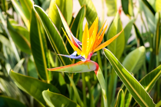 Strelitzia ave del paraíso hermosas flores en California.