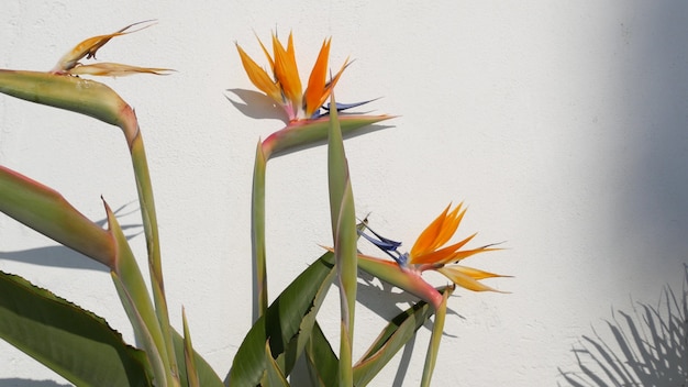 Strelitzia ave del paraíso tropical crane flor, california, estados unidos.  flor floral exótica naranja, sombra en