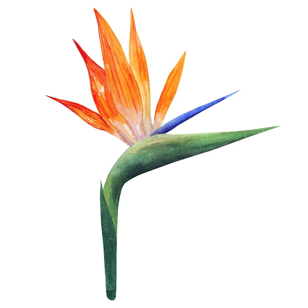 Strelitzia. Hermosa flor de color naranja. Ilustración acuarela dibujada a mano. Aislado.