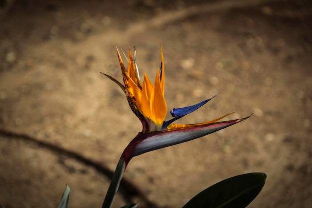 Strelitzia hermosa planta con pistilo azul