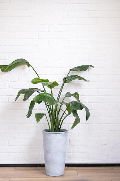 Strelitzia nicolai no interior no fundo de uma parede de tijolos brancos Planta em vaso de casa verde