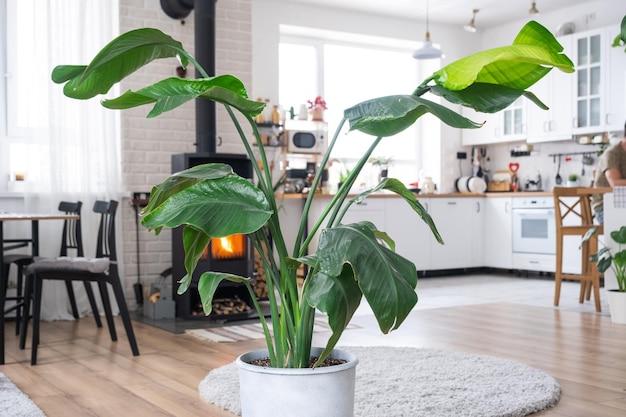 Strelitzia nicolai primer plano en el interior del stand Planta de interior Cultivo y cuidado de plantas de interior casa verde en estilo loft escandinavo con estufa de metal chimenea con fuego caliente