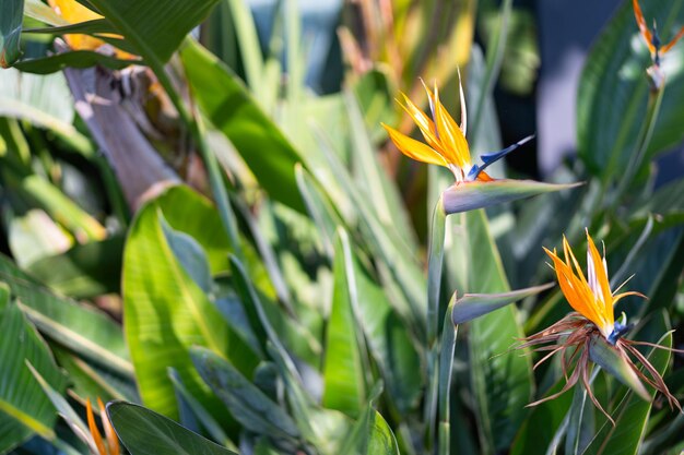 Foto strelitzia pássaro do paraíso jardins de primavera com flores em flor