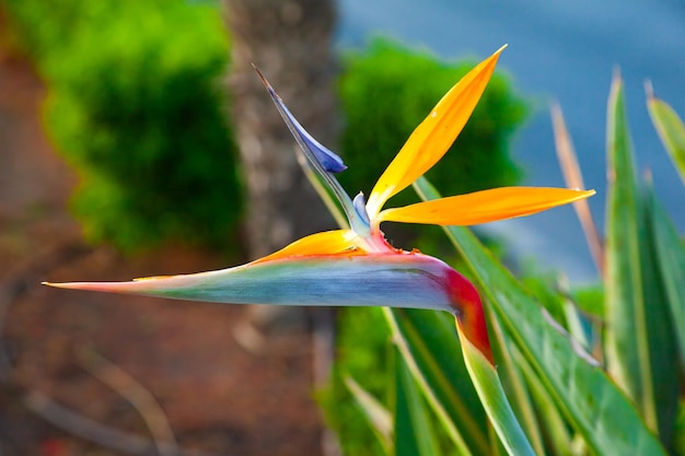 Strelitzia reginae Blühende Blume der Pflanze Strelitzia royale