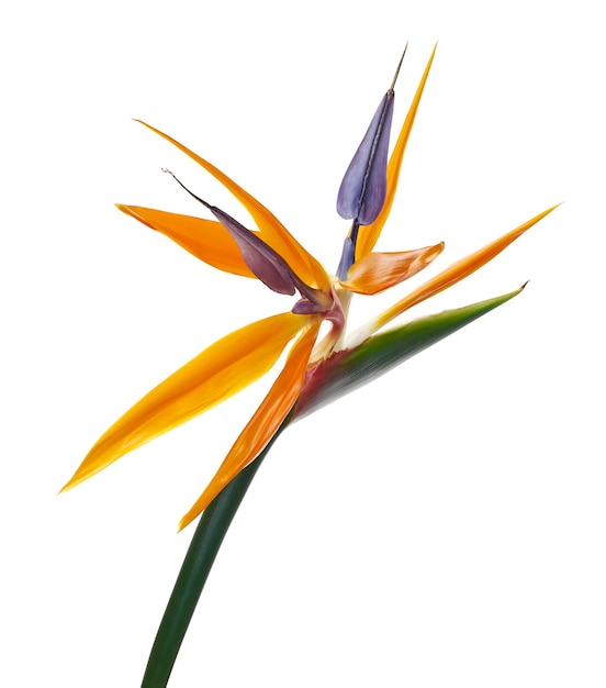 Strelitzia reginae flor Ave del paraíso flor Flor tropical aislada sobre fondo blanco