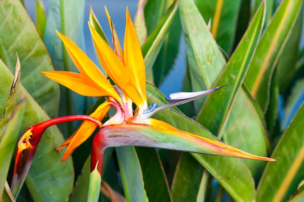 Strelitzia reginae Flor florescente da planta strelitzia royale