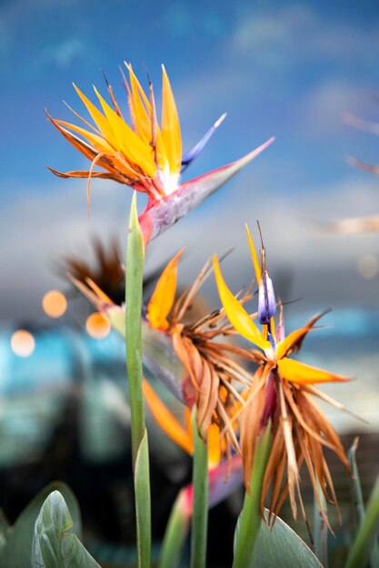 Strelitzia royal bush Crane flower ave do paraíso flor exótica em uma macro de fundo azul