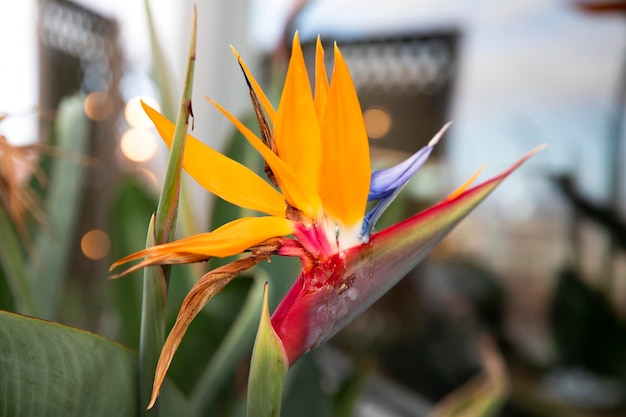 Strelitzia Royal Crane Blume aus nächster Nähe