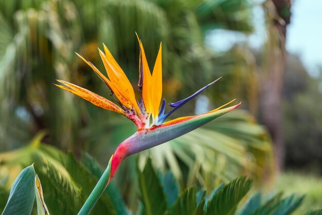 Strelitzia royale schöne Blume