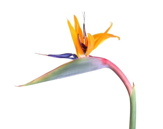 Foto strelitzia tropical ardente isolada em branco