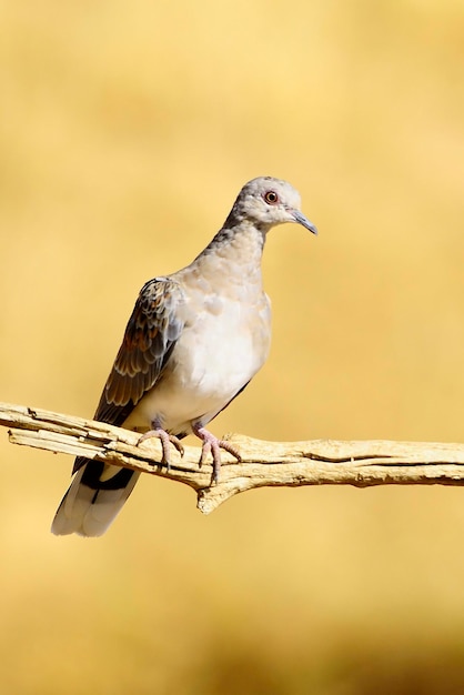 Streptopelia turtur - a rola europeia é uma espécie de ave columbiforme da família columbidae