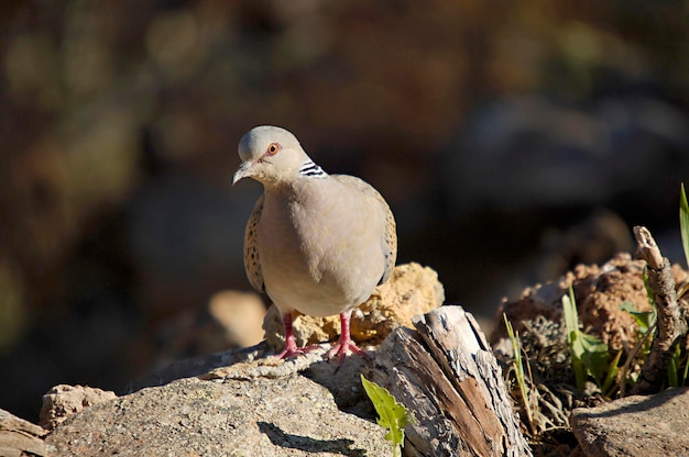 Streptopelia turtur - La tórtola europea es una especie de ave columbiforme en Columbidae