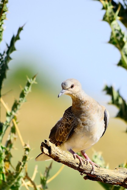 Foto streptopelia turtur - la tórtola europea es una especie de ave columbiforme en columbidae