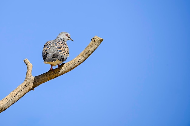 Streptopelia turtur La tórtola europea es una especie de ave columbiforme de la familia Columbidae