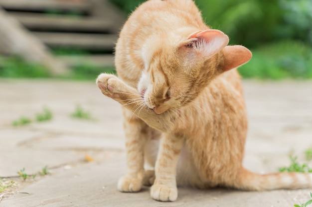 Streugingwerkatze, die auf der Straße sitzt