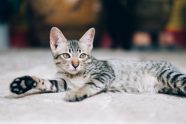 Streunende graue Katze, die die Straße beobachtet