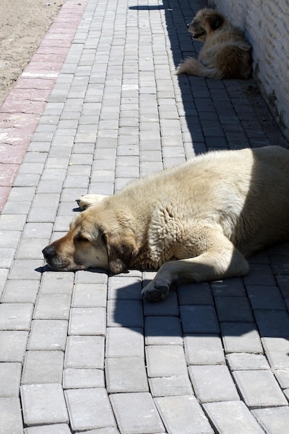 Streunende Hunde, die auf Straßenpflastern liegen, streunende Hunde in der Stadt