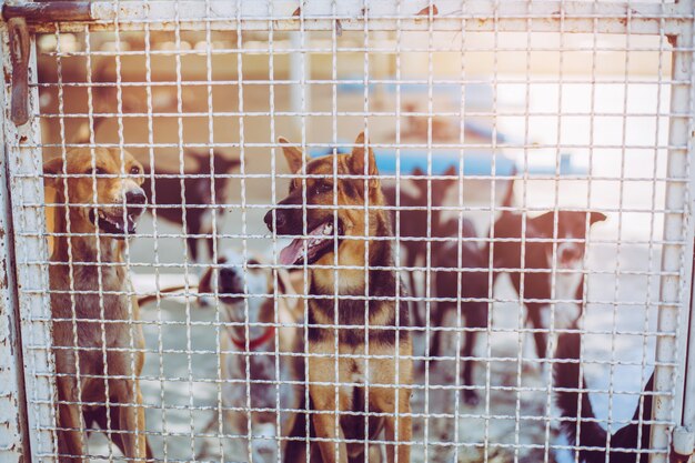 Streunende Hunde hautnah. Im Fundament liegen verlassene obdachlose Straßenhunde.