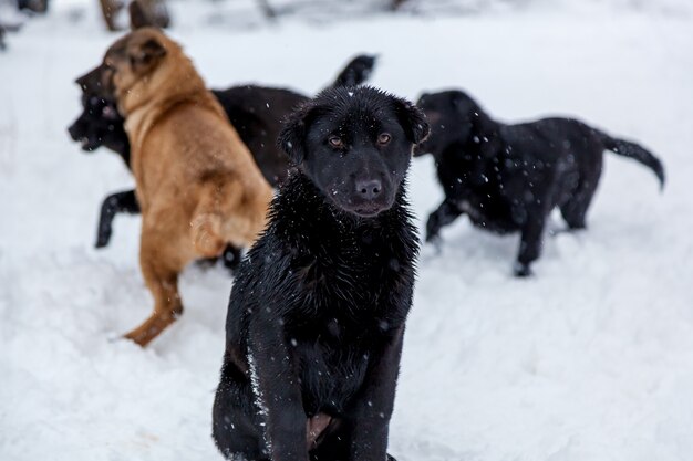 Streunende Hunde mit traurigen Augen im Winter draußen. Hungrige Welpen leben auf der Straße und frieren im Winter vor Kälte.