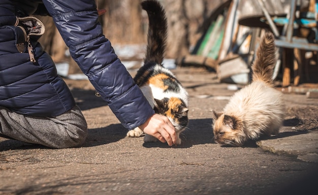 Streunende Kätzchen auf der Straße füttern Hintergrundbild für das Konzept der obdachlosen Tiere