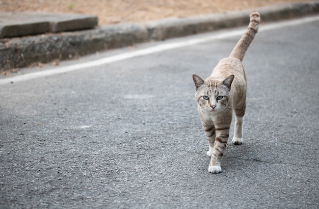 Foto streunende katze allein auf der straße