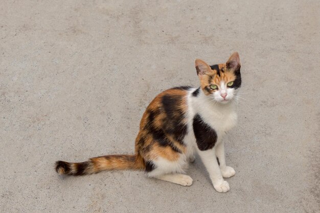 Streunende Katze auf der Straße der Stadt