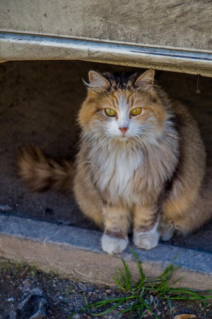 Streunende Katze auf der Straße