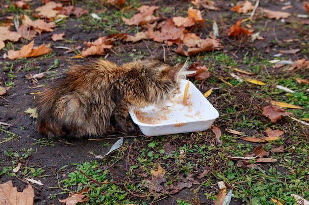 Streunende Katze, die Nahrung im Herbststadtpark isst