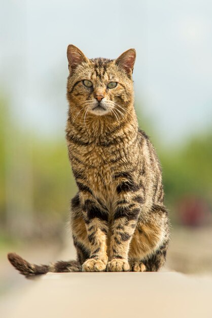 Foto streunende katze posiert elegant für ein foto