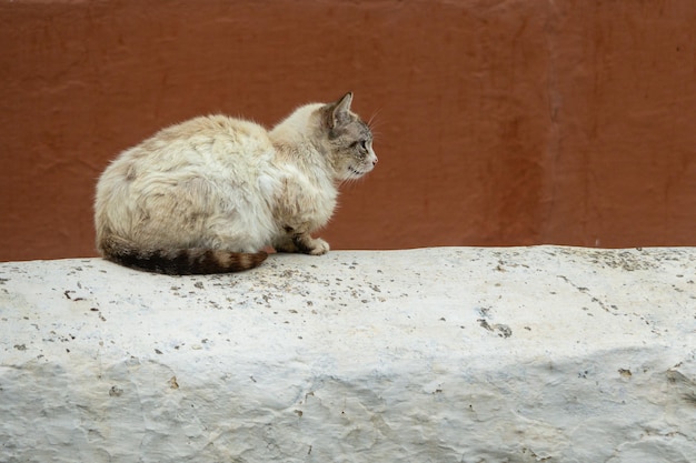Streunende Katze ruht auf einer Wand