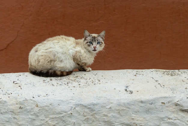 Streunende Katze ruht auf einer Wand