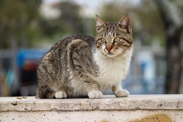 Foto streunende katze steht auf dem betonboden