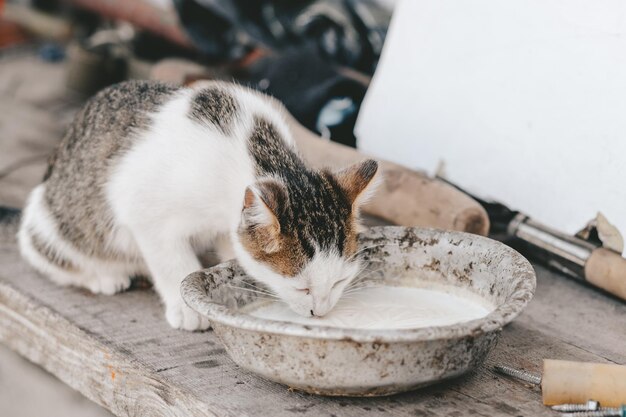 Streunende Katze trinkt Milch aus einer rostigen Schüssel auf der Straße