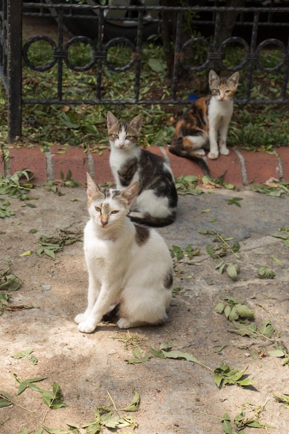 Streunende Katze wird auf der Straße gesehen